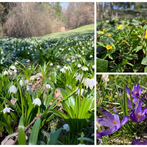 Primăvara înflorește la Grădina Botanică "Alexandru Borza"