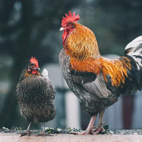 Locuitorii din Cluj, deranjați de găinile vecinilor