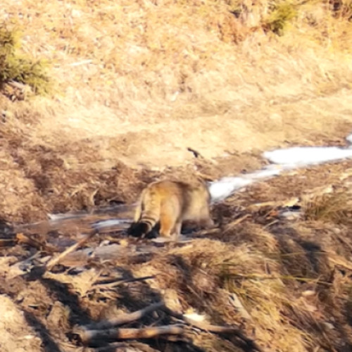 O nouă pisică sălbatică filmată în Apuseni