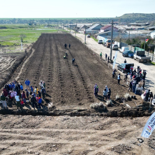 Cumpăna devine mai verde: peste 150 de voluntari au plantat arbori
