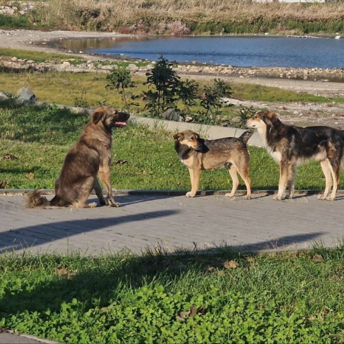 Contract pentru gestionarea câinilor fără stăpân în Techirghiol