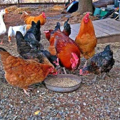 Clujean nemulțumit de creșterea păsărilor în cartierul Gruia