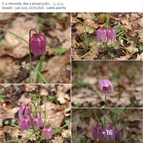 Laleaua pestrita, o raritate naturala fotografiata in Gorj