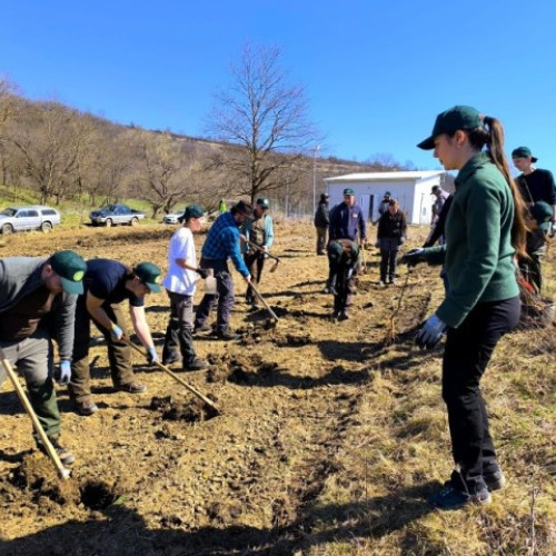 O nouă pădure de salcâm la Halmeag