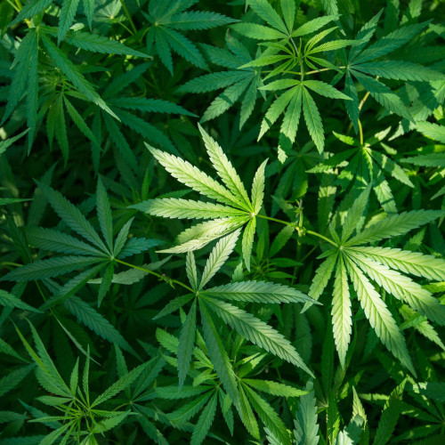 Doi bărbați arestați în Milano pentru trafic de droguri