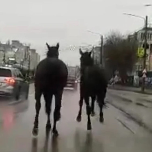 Clujenii se plâng de cai care circulă liber pe străzi