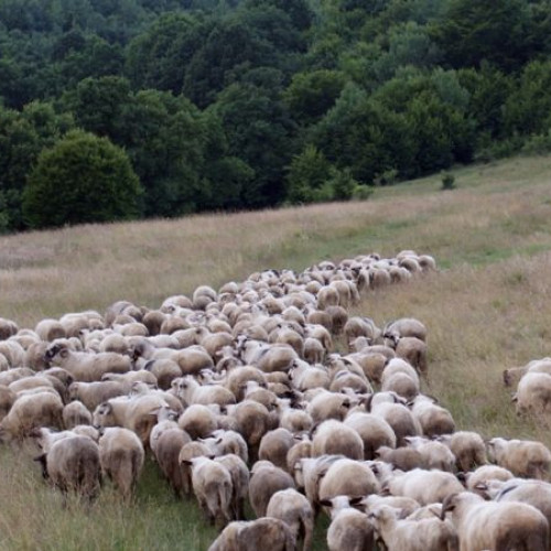Protest al crescătorilor de oi în Piața Victoriei