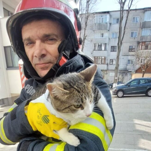 Motan salvat dintr-un castan de pompierii din Botoșani