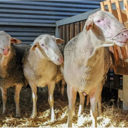 Măsuri de sprijin financiar pentru crescătorii de ovine și caprine