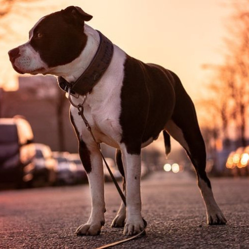 Activități ale poliției în județul Bacău pentru prevenirea infracțiunilor