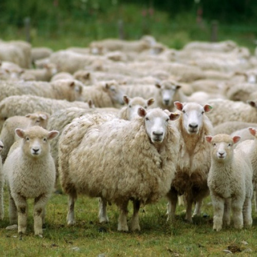 Autoritățile din Europa în alertă după cazul de gripă aviară la oi în Marea Britanie