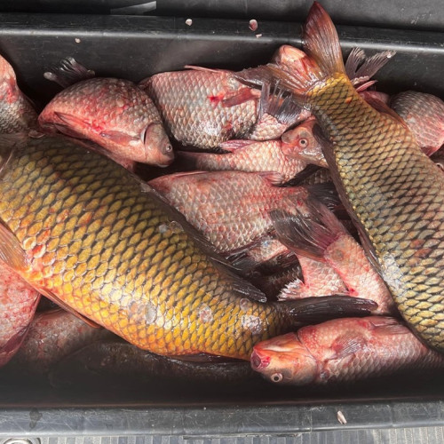 Jandarmii au confiscat 37 de kilograme de pește fără acte în Hârșova