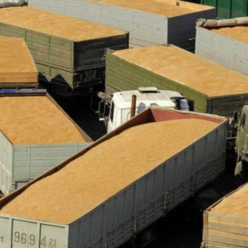 Exporturile de grâu moale ale Uniunii Europene în scădere