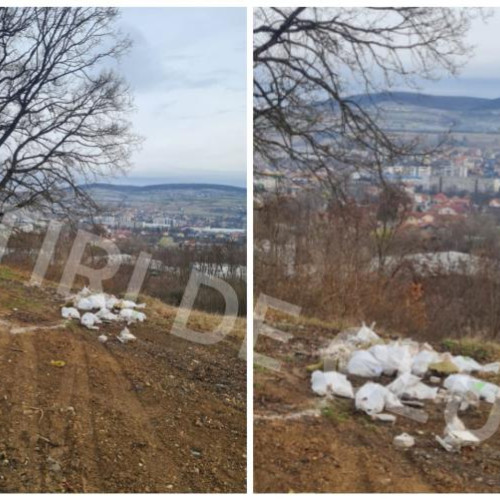 Clujeanul semnalează problema gunoaielor lângă stejarul bătrân din Hoia