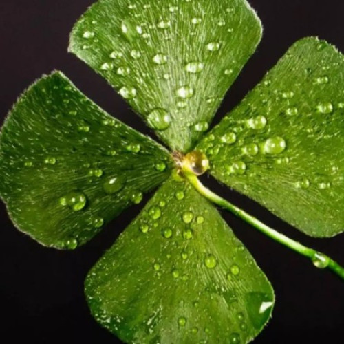 Eclipsa parțială de Soare aduce momente speciale pentru zodiile favorizate