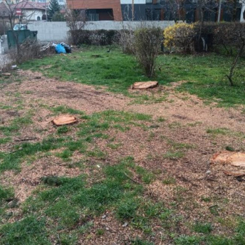 Revoltă în Grigorescu: S-au tăiat șapte arbori pe strada Donath