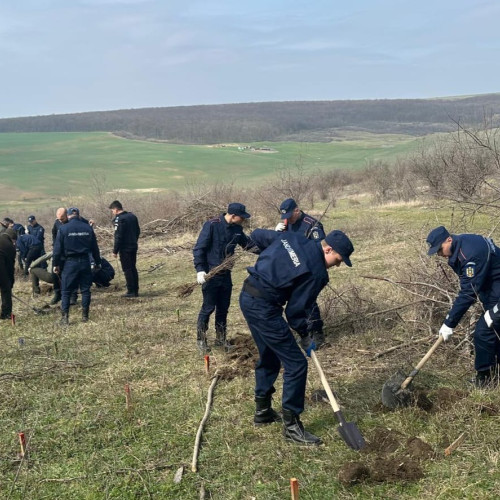 Jandarmii botoșăneni și elevii Școlii Militare de Subofițeri Jandarmi Fălticeni, activitate de împădurire