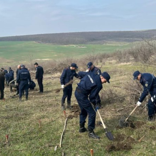 Jandarmii botoșăneni și elevii de la Fălticeni au plantat arbori în Truşeşti