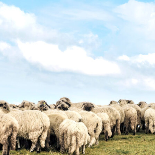 Percheziții la crescătorii de ovine din zona Orăștie-Călan pentru evaziune fiscală