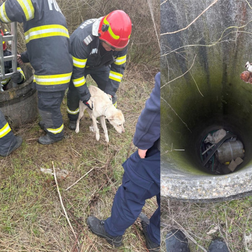 Caz de cruzime împotriva animalelor în Farcașești, Gorj