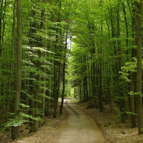 Pădurea Parc Brașov, un proiect pentru mediu și turism sustenabil