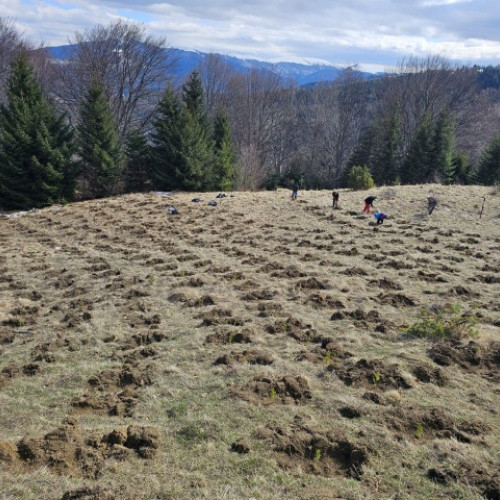 Campania de reîmpădurire a RPLP Săcele pentru primăvara anului 2025