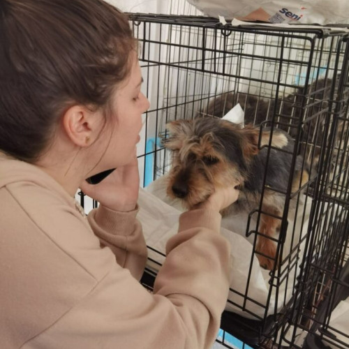 Sterilizări și microcipări gratuite la clinica mobilă Hands and Paws Vet