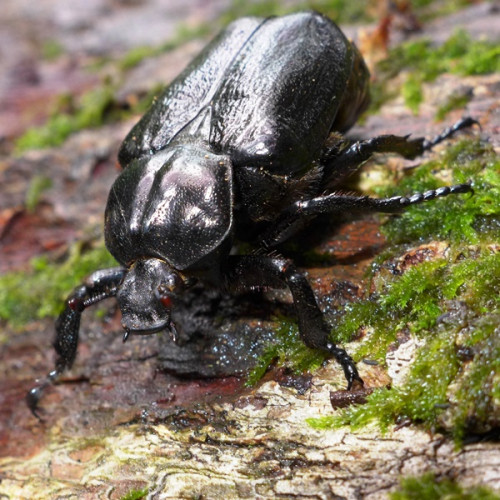 Concurs pentru elevi: "Insectele saproxilice și pădurea"