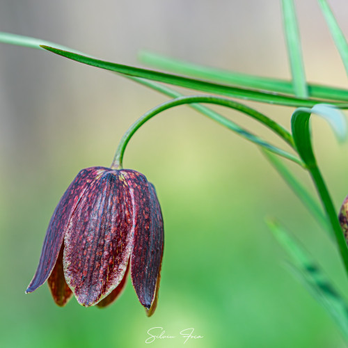 Laleaua pestrită înflorește în județul Botoșani