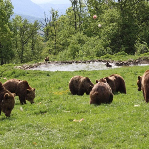 Proiect inovator pentru protecția urșilor în Brașov
