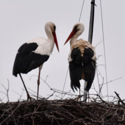 A doua barză a sosit la Vlaha