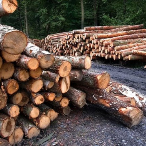 Trei bărbați reținuți pentru infracțiuni silvice în județul Harghita