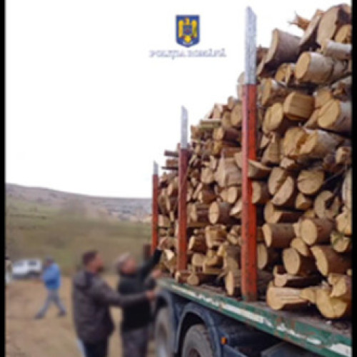 Trei bărbați arestați pentru tăieri ilegale de arbori