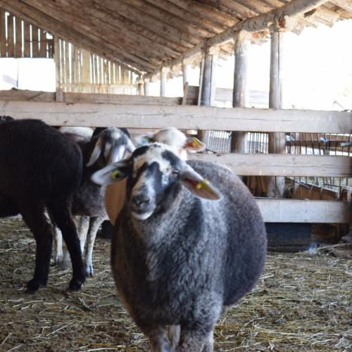 Cercetări pentru dezvolta o nouă linie de carne la ovinele Karakul de Botoșani