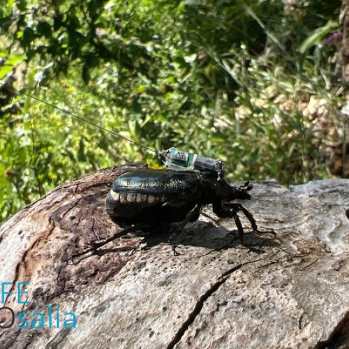 Concurs interșcolar despre insectele saproxilice organizat de Agenția pentru Protecția Mediului Vrancea