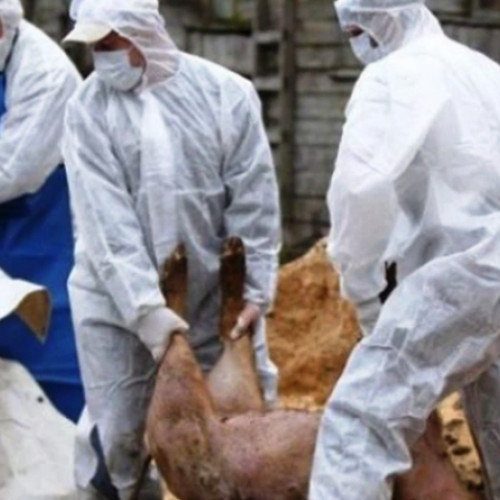 Confirmarea virusului Pestei Porcine Africane la Marasesti