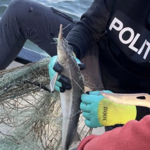 Acțiune împotriva pescuitului ilegal în Vrancea