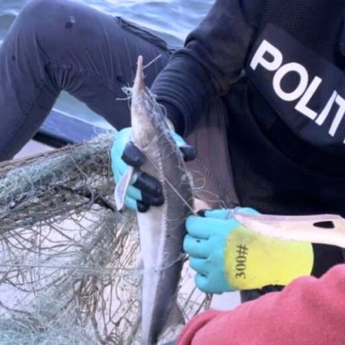 Acțiune amplă a polițiștilor pentru combaterea activităților ilegale în pescuit