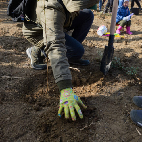 Proiectul "Plantează în Ilfov" revine cu o nouă acțiune de plantare