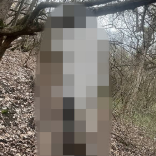 Caz cutremurător: o cățelușă gestantă găsită spânzurată în pădurea din Dej