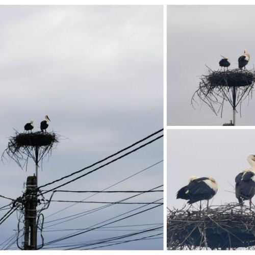 Revenirea berzelor anunță primăvara în județul Cluj