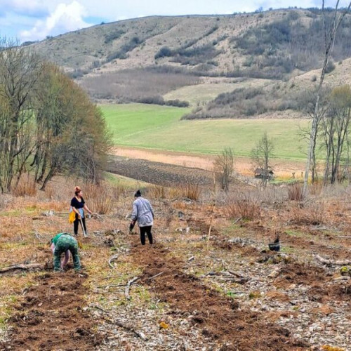 Peste 23.000 de puieți plantați în campania de împăduriri