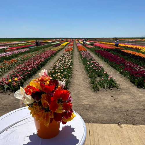 Feeria lalelelor revine la Patroaia Deal