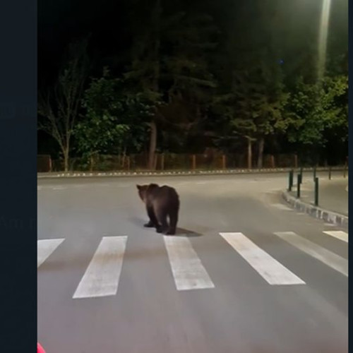 Atac cu urs în Predeal