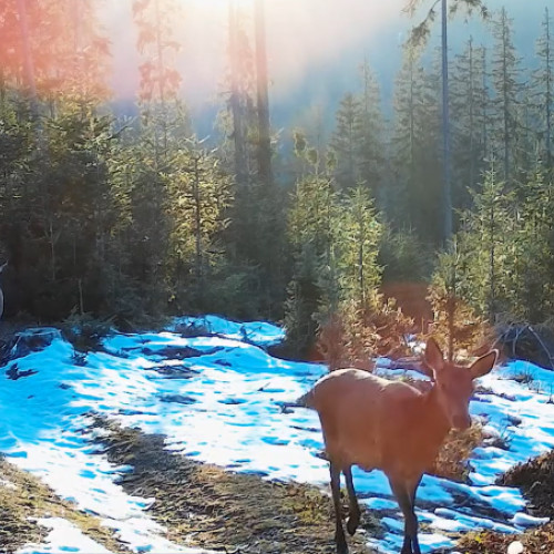 Primăvara uimitoare în Parcul Natural Apuseni