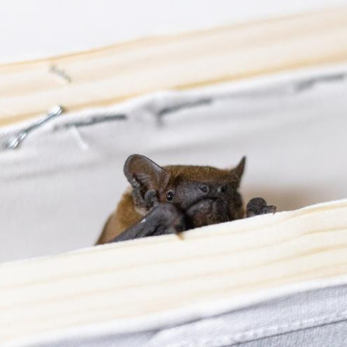 Liliac nepoftit descoperit într-un apartament din Mănăștur