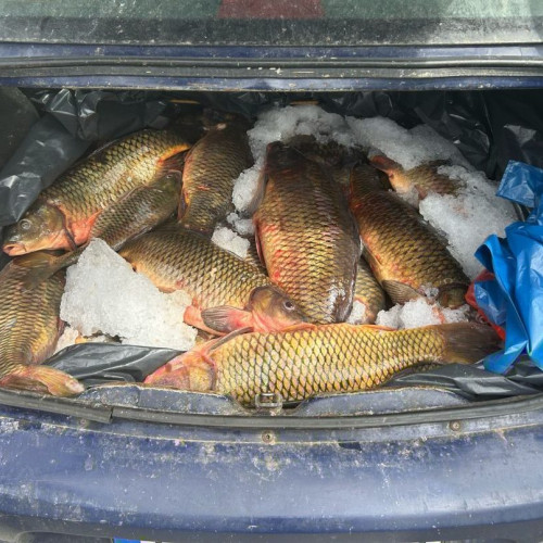 Jandarmii descoperă peste ilegal vândut în urma unei urmăriri