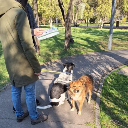 Campanie de informare pentru posesorii de animale de companie în Sectorul 3