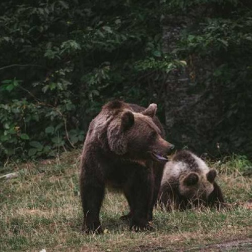 Tragicul atac al unui urs în Predeal ridică semne de întrebare legate de gestionarea faunei