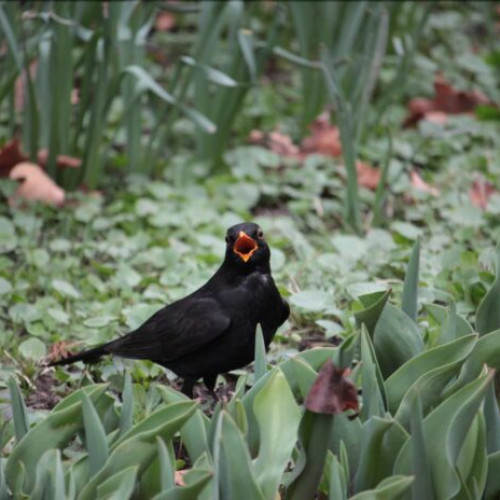 Evenimente special organizate la Grădina Botanică pentru Ziua Păsărilor